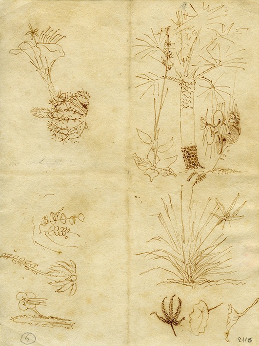 アントニ・ガウディ 《植物スケッチ(サボテン、スイレン、ヤシの木)》 1878年頃 レウス市博物館