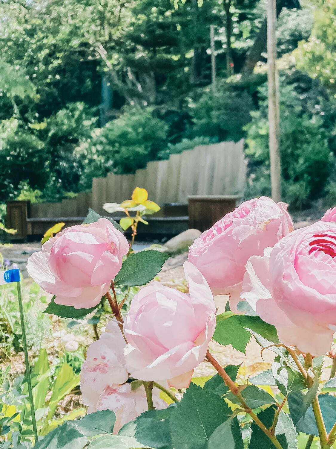神戸・ROKKO森の音ミュージアム「バラ」が見頃に、色とりどりの美しいバラが咲き誇る｜写真2