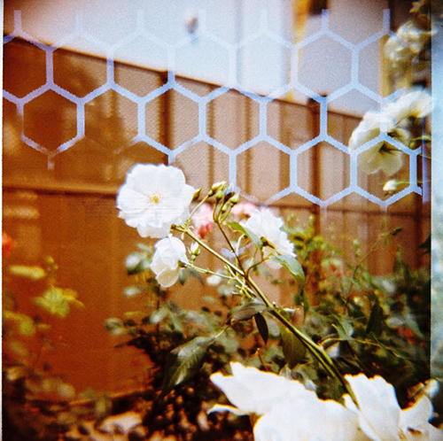 ロモグラフィーからミツバチをイメージしたカメラ「Diana F + HoneyComb」が発売｜写真11