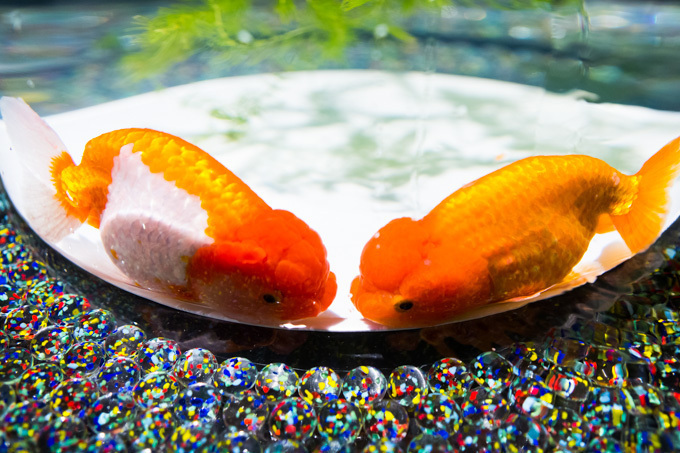 約5000匹の金魚が泳ぐ水中アート「アートアクアリウム2014」開催｜写真8
