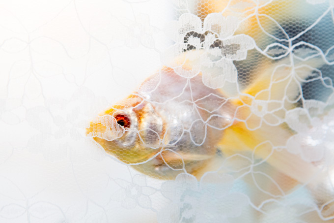 約5000匹の金魚が泳ぐ水中アート「アートアクアリウム2014」開催｜写真19