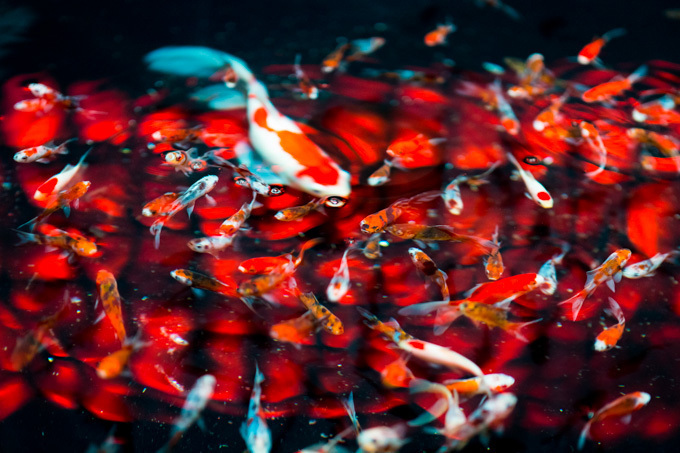 約5000匹の金魚が泳ぐ水中アート「アートアクアリウム2014」開催｜写真20