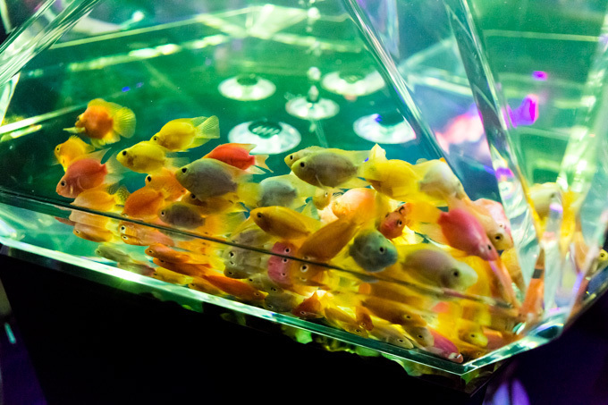 約5000匹の金魚が泳ぐ水中アート「アートアクアリウム2014」開催｜写真23