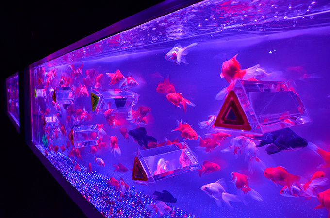 約5000匹の金魚が泳ぐ水中アート「アートアクアリウム2014」開催｜写真9