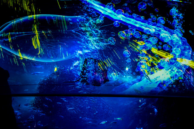 世界初！3Dで体験する“夜の水族館” 新江ノ島水族館で「ナイトアクアリウム」開催｜写真4