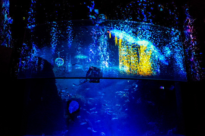 世界初！3Dで体験する“夜の水族館” 新江ノ島水族館で「ナイトアクアリウム」開催｜写真5