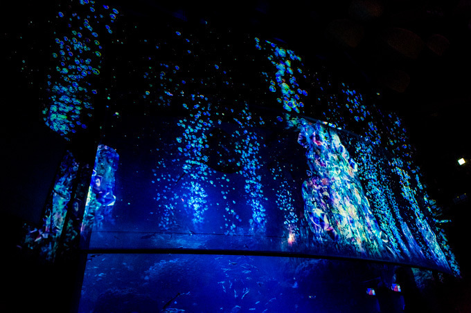 世界初！3Dで体験する“夜の水族館” 新江ノ島水族館で「ナイトアクアリウム」開催｜写真11