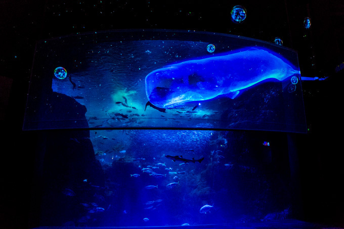 世界初！3Dで体験する“夜の水族館” 新江ノ島水族館で「ナイトアクアリウム」開催｜写真12