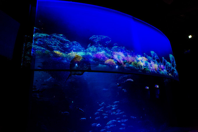 世界初！3Dで体験する“夜の水族館” 新江ノ島水族館で「ナイトアクアリウム」開催｜写真18