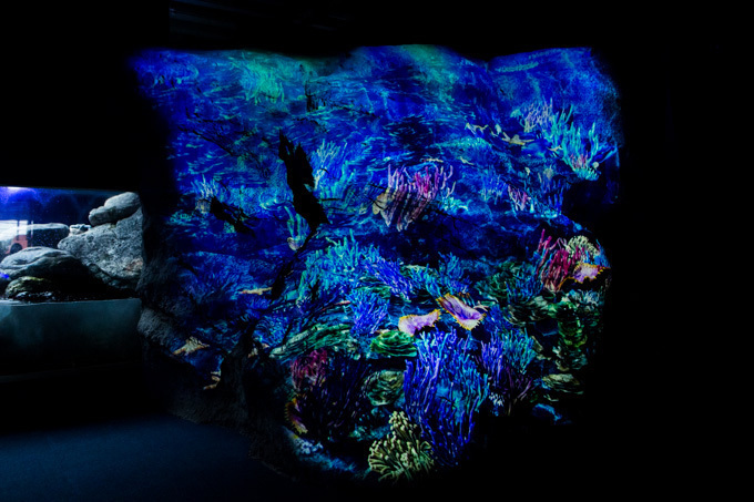 世界初！3Dで体験する“夜の水族館” 新江ノ島水族館で「ナイトアクアリウム」開催｜写真23