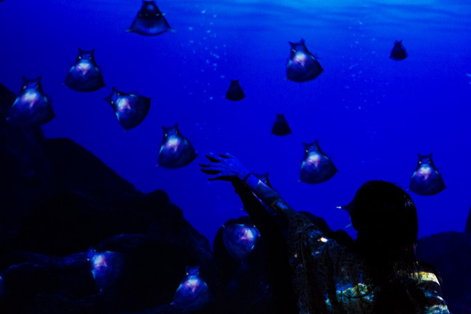 世界初！3Dで体験する“夜の水族館” 新江ノ島水族館で「ナイトアクアリウム」開催｜写真33