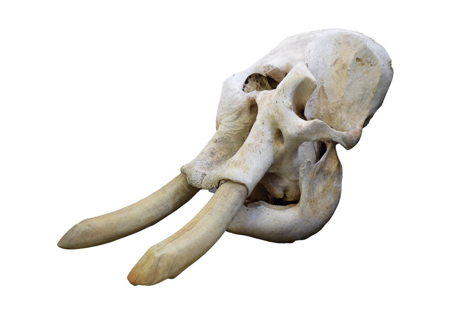 アジアゾウの頭骨標本
(国立科学博物館所蔵)