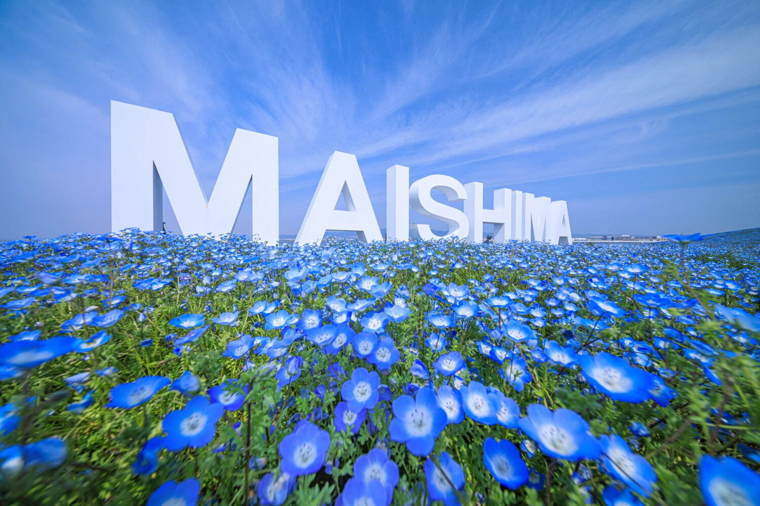 「ネモフィラ祭り2024」大阪まいしまシーサイドパークで - 青い花々が丘一面に、桜とのコラボも｜写真2