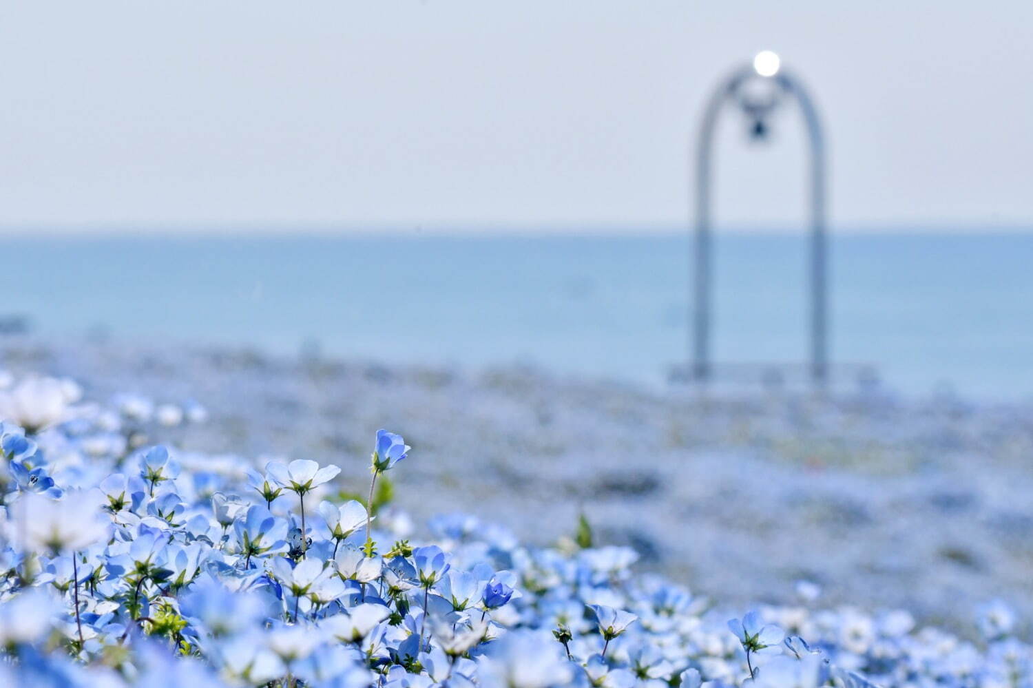 茨城・国営ひたち海浜公園「ネモフィラ」約530万本による青一色の絶景、チューリップなど春の花々も｜写真5