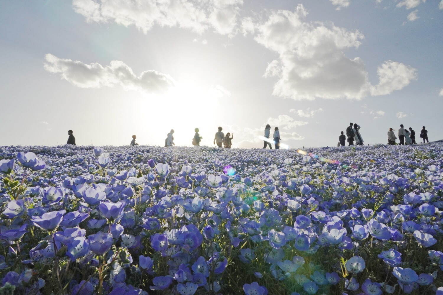 茨城・国営ひたち海浜公園「ネモフィラ」約530万本による青一色の絶景、チューリップなど春の花々も｜写真4