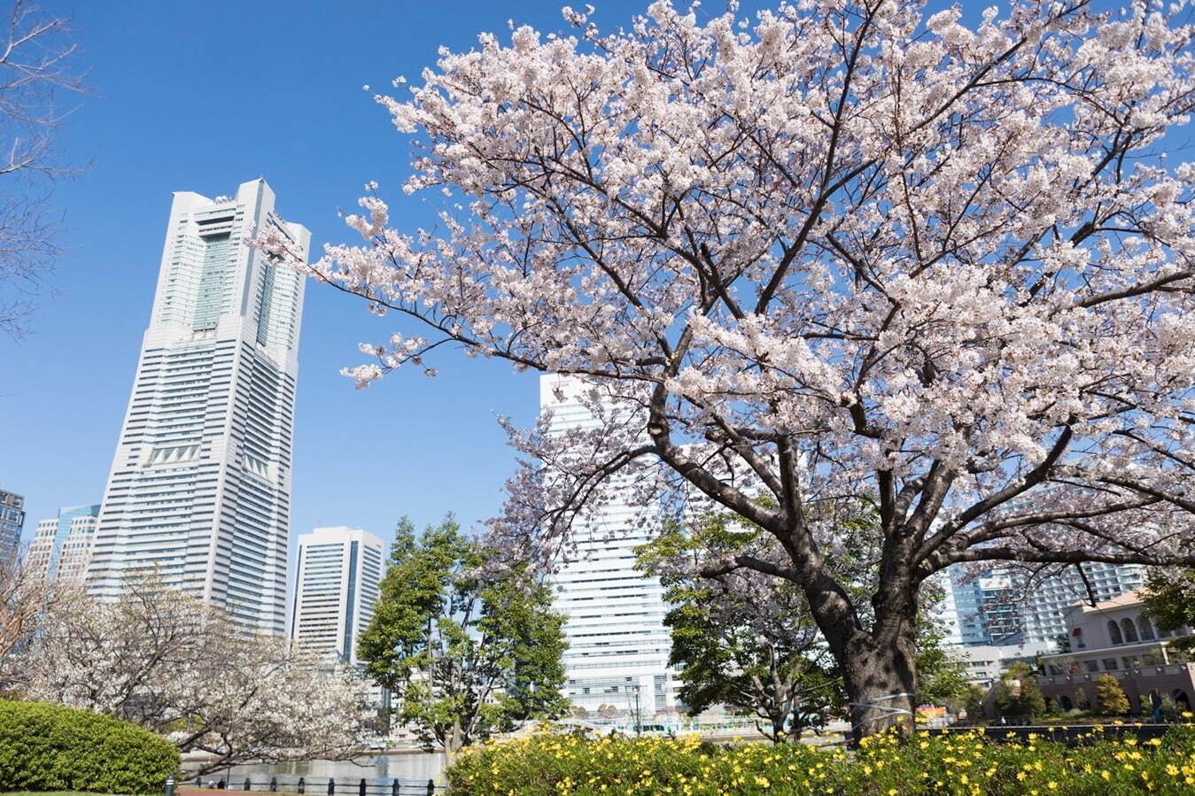 「ガーデンネックレス横浜2024」街歩きを楽しむフラワーイベント、みなとみらいの桜並木やチューリップ｜写真1