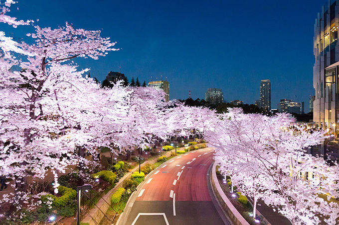 東京ミッドタウンの花見イベント「ミッドタウン・ブロッサム2015」が開催｜写真7