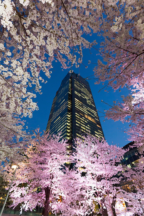 東京ミッドタウンの花見イベント「ミッドタウン・ブロッサム2015」が開催｜写真3