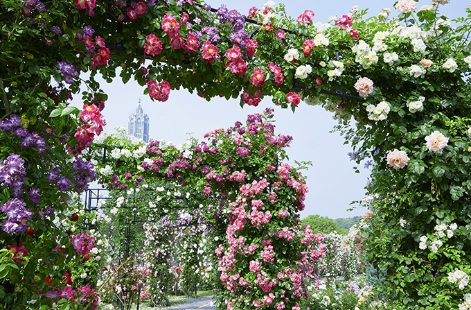 バラが咲き誇る「111万本のバラ祭」ハウステンボスで開催｜写真8