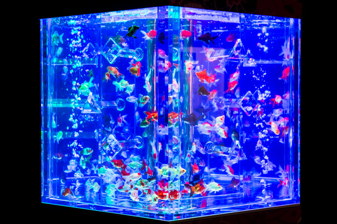 「アートアクアリウム2015」日本橋で開催 - 約5000匹の金魚が泳ぐ水中アート｜写真7