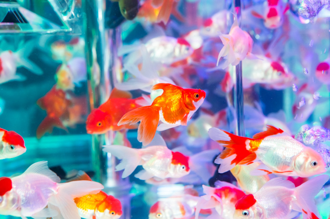 「アートアクアリウム2015」日本橋で開催 - 約5000匹の金魚が泳ぐ水中アート｜写真8