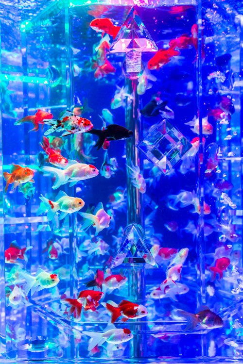 「アートアクアリウム2015」日本橋で開催 - 約5000匹の金魚が泳ぐ水中アート｜写真11