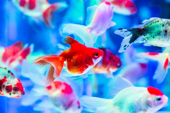 「アートアクアリウム2015」日本橋で開催 - 約5000匹の金魚が泳ぐ水中アート｜写真12