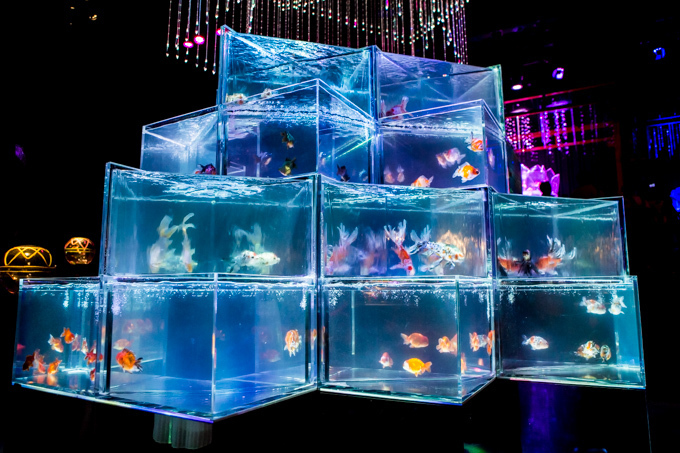「アートアクアリウム2015」日本橋で開催 - 約5000匹の金魚が泳ぐ水中アート｜写真18