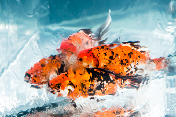 「アートアクアリウム2015」日本橋で開催 - 約5000匹の金魚が泳ぐ水中アート｜写真29