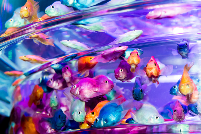 「アートアクアリウム2015」日本橋で開催 - 約5000匹の金魚が泳ぐ水中アート｜写真31