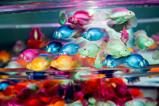 「アートアクアリウム2015」日本橋で開催 - 約5000匹の金魚が泳ぐ水中アート｜写真32