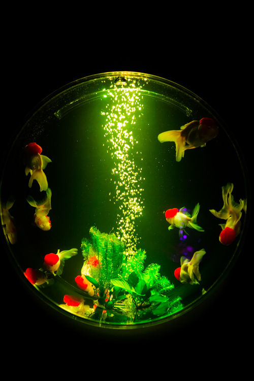 「アートアクアリウム2015」日本橋で開催 - 約5000匹の金魚が泳ぐ水中アート｜写真35