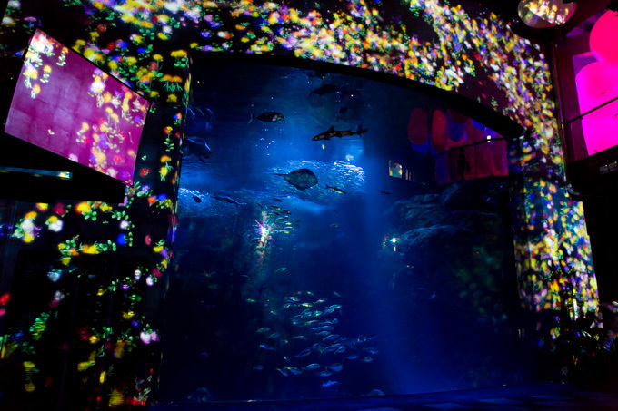 「ナイトワンダーアクアリウム2015」新江ノ島水族館で開催！チームラボが贈る大水槽の幻想的な世界｜写真4