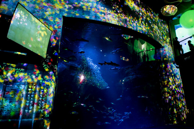 「ナイトワンダーアクアリウム2015」新江ノ島水族館で開催！チームラボが贈る大水槽の幻想的な世界｜写真5
