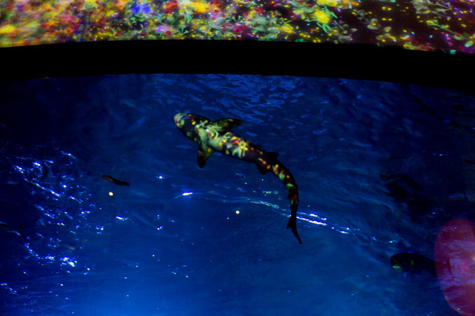 「ナイトワンダーアクアリウム2015」新江ノ島水族館で開催！チームラボが贈る大水槽の幻想的な世界｜写真7