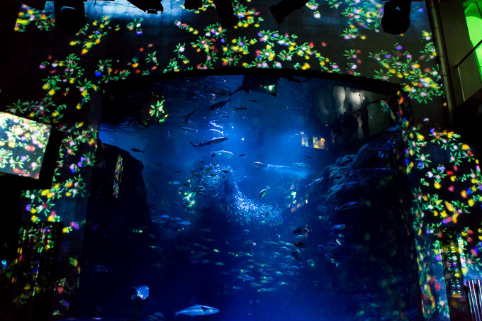 「ナイトワンダーアクアリウム2015」新江ノ島水族館で開催！チームラボが贈る大水槽の幻想的な世界｜写真9