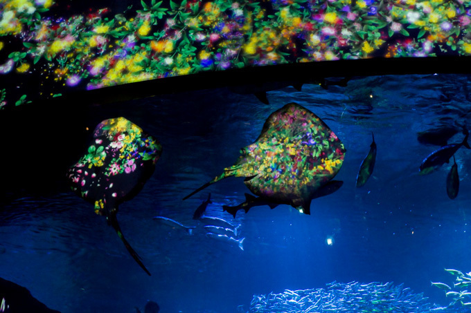 「ナイトワンダーアクアリウム2015」新江ノ島水族館で開催！チームラボが贈る大水槽の幻想的な世界｜写真11