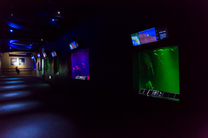「ナイトワンダーアクアリウム2015」新江ノ島水族館で開催！チームラボが贈る大水槽の幻想的な世界｜写真17