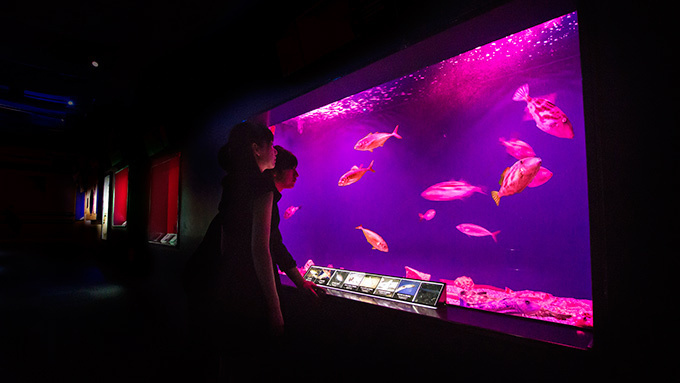 「ナイトワンダーアクアリウム2015」新江ノ島水族館で開催！チームラボが贈る大水槽の幻想的な世界｜写真30