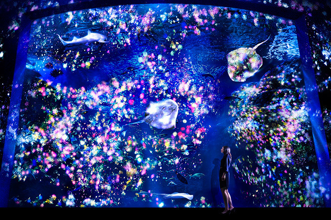 「ナイトワンダーアクアリウム2015」新江ノ島水族館で開催！チームラボが贈る大水槽の幻想的な世界｜写真23