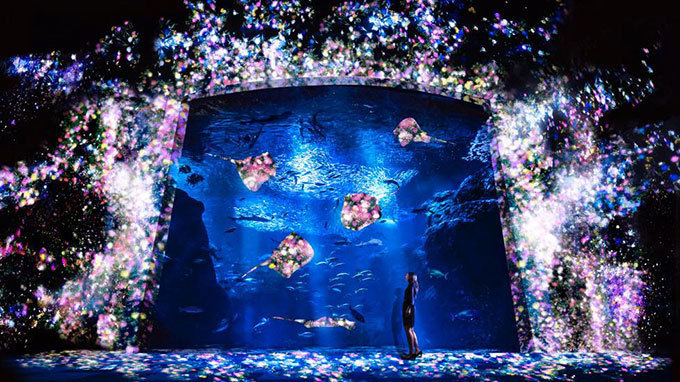 「ナイトワンダーアクアリウム2015」新江ノ島水族館で開催！チームラボが贈る大水槽の幻想的な世界｜写真24