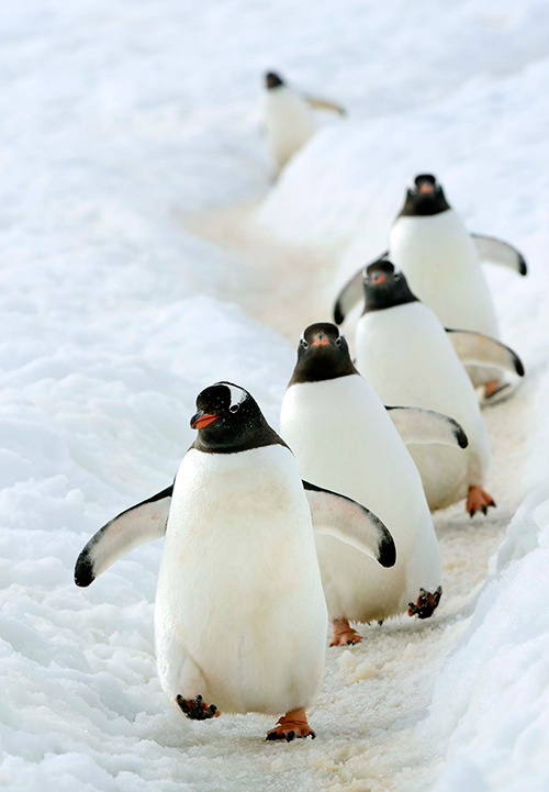 書籍『北極スマイル・南極スマイル』- ホッキョクグマ、エンペラーペンギンなどの可愛らしい姿｜写真5