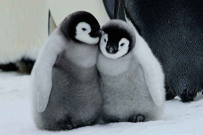 書籍『北極スマイル・南極スマイル』- ホッキョクグマ、エンペラーペンギンなどの可愛らしい姿｜写真6