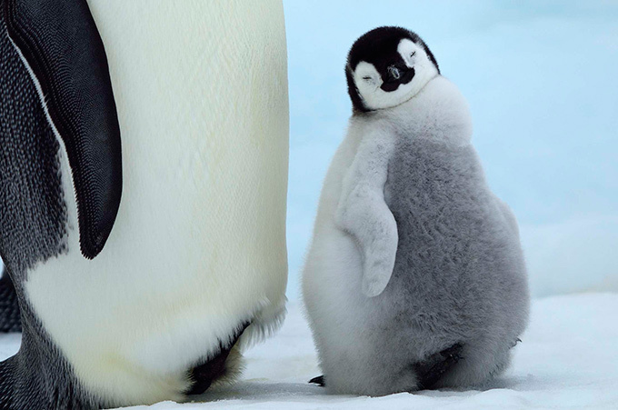 書籍『北極スマイル・南極スマイル』- ホッキョクグマ、エンペラーペンギンなどの可愛らしい姿｜写真7