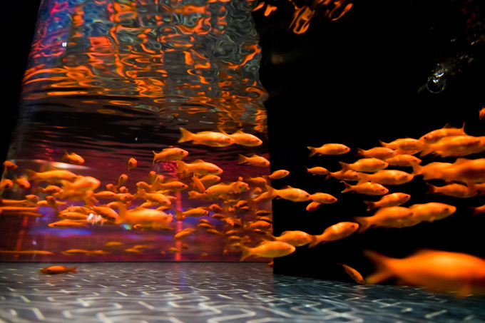 すみだ水族館の夏イベント「お江戸の金魚ワンダーランド」千匹の金魚が舞う全長100mの新展示も｜写真9