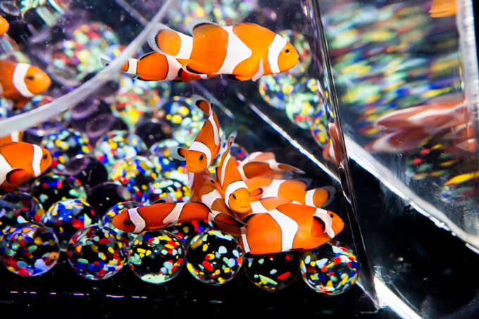 「アートアクアリウム展」東京・大阪・金沢21世紀美術館で開催 - 8,000匹の金魚が舞う水中アート｜写真8