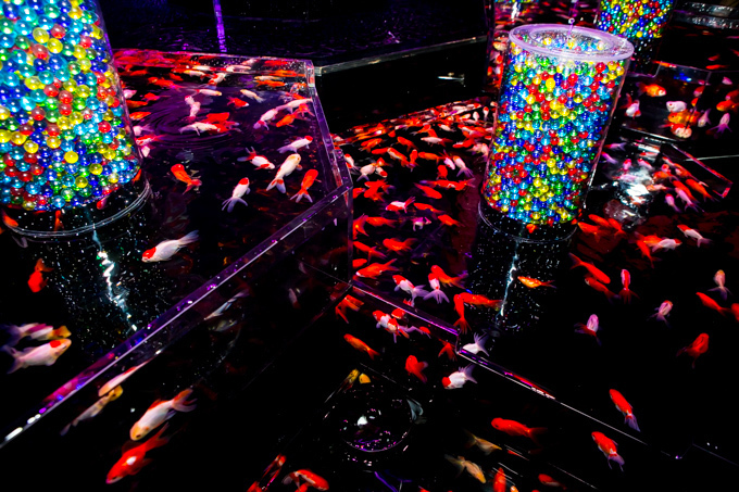 「アートアクアリウム展」東京・大阪・金沢21世紀美術館で開催 - 8,000匹の金魚が舞う水中アート｜写真7