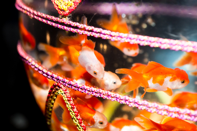 「アートアクアリウム展」東京・大阪・金沢21世紀美術館で開催 - 8,000匹の金魚が舞う水中アート｜写真11