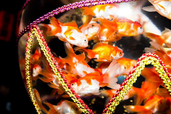 「アートアクアリウム展」東京・大阪・金沢21世紀美術館で開催 - 8,000匹の金魚が舞う水中アート｜写真12