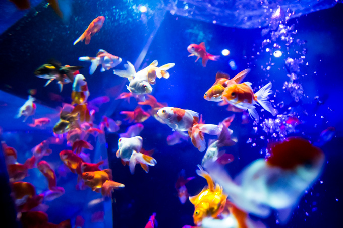 「アートアクアリウム展」東京・大阪・金沢21世紀美術館で開催 - 8,000匹の金魚が舞う水中アート｜写真17